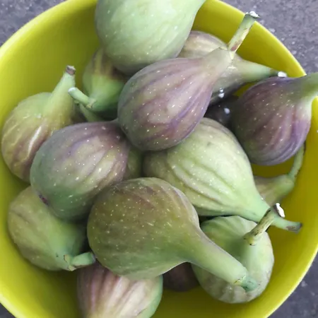 Wickys Igelnest * Malsch