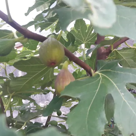 Wickys Igelnest Apartman *