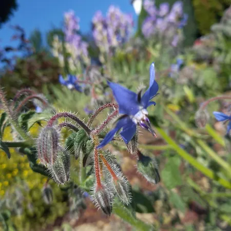 Wickys Igelnest Apartman *