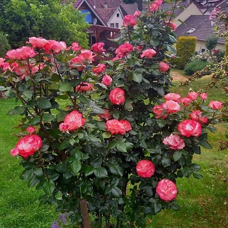 Apartman Wickys Igelnest