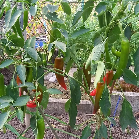 Wickys Igelnest Apartman *