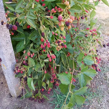 Wickys Igelnest Apartman Malsch