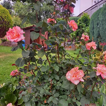 Apartman Wickys Igelnest *