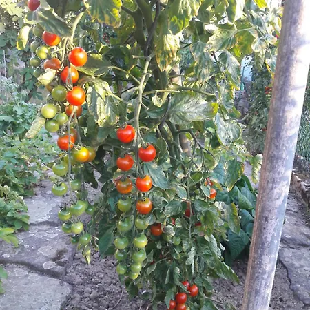 Wickys Igelnest * Malsch