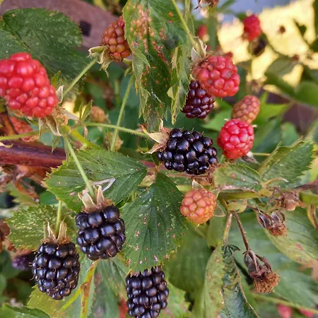 Wickys Igelnest Apartman