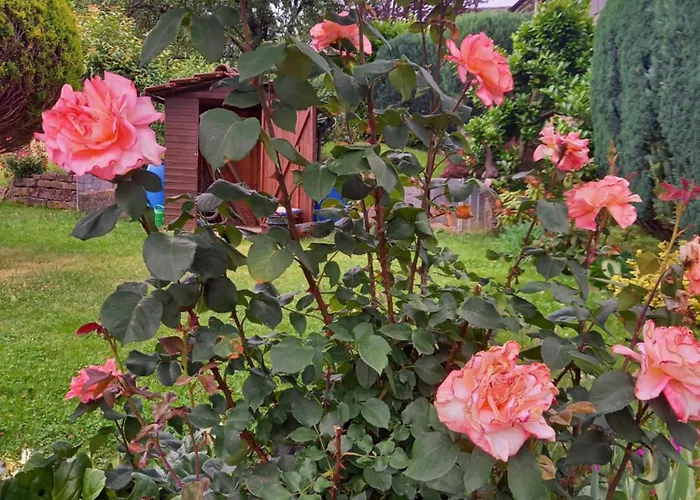 Apartament Wickys Igelnest *