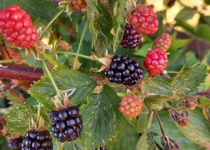 Wickys Igelnest Apartament